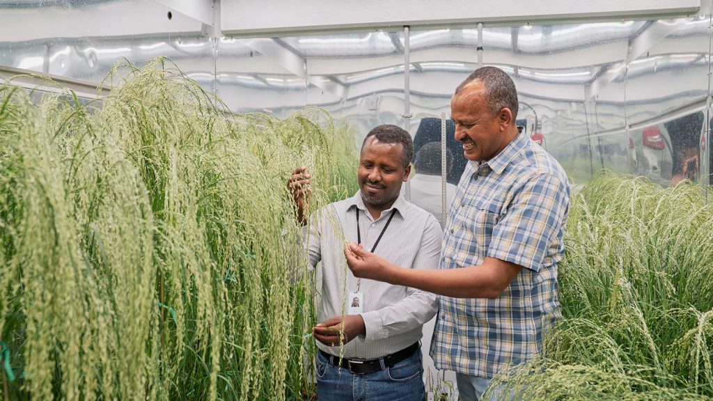 Ibsa and Getu looking at plants in a lab.