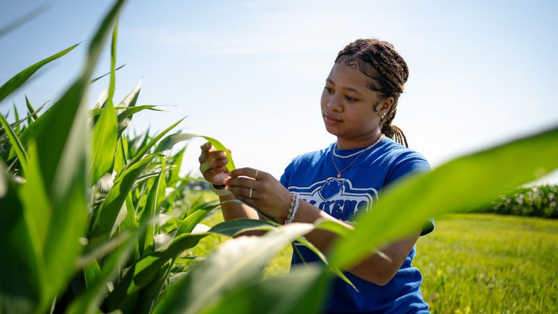 A young scientist inspects a sorghum leaf.